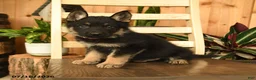 German Shepherd dogs for sale: Jeremiah  - Ad 4