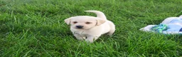 Labrador Retriever dogs for sale: Ranger - Ad 4