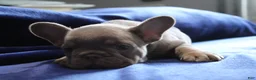 French Bulldog dogs for sale: Blue_M_2026 - Ad 5
