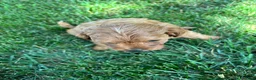 Cavapoo dogs for sale: Denver  - Ad 5