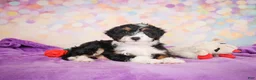 Mini Bernedoodle dogs for sale: Smokey - Ad 5