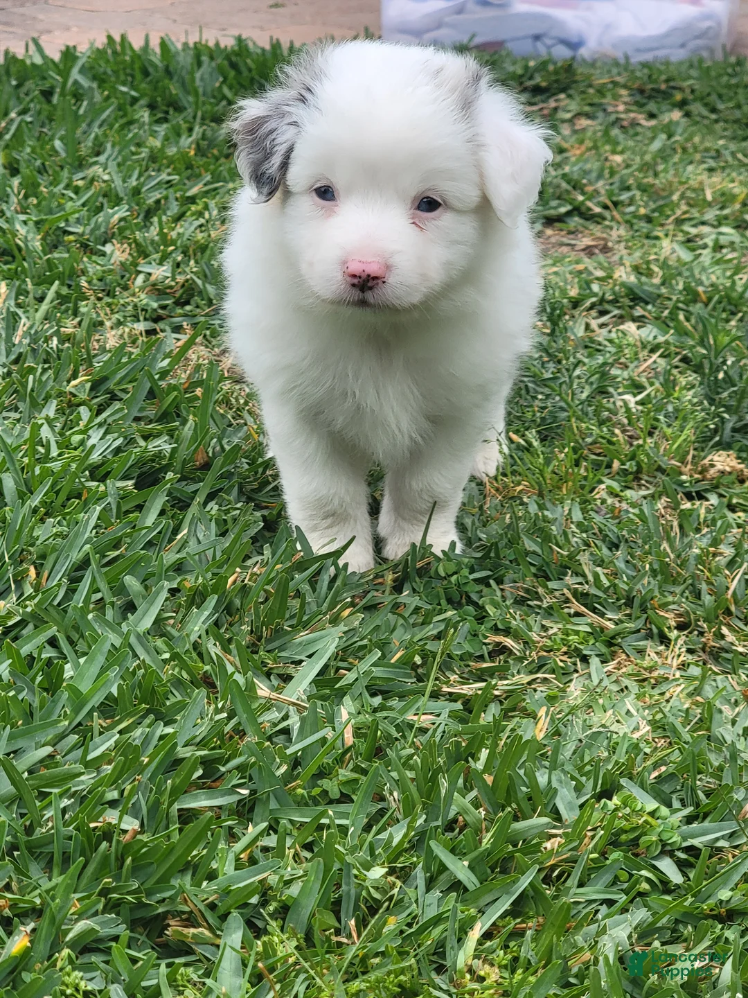 Miniature Australian Shepherd dogs for sale: Frosty  - Ad 2