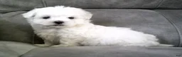 Maltese dogs for sale: Sammy - Ad 3