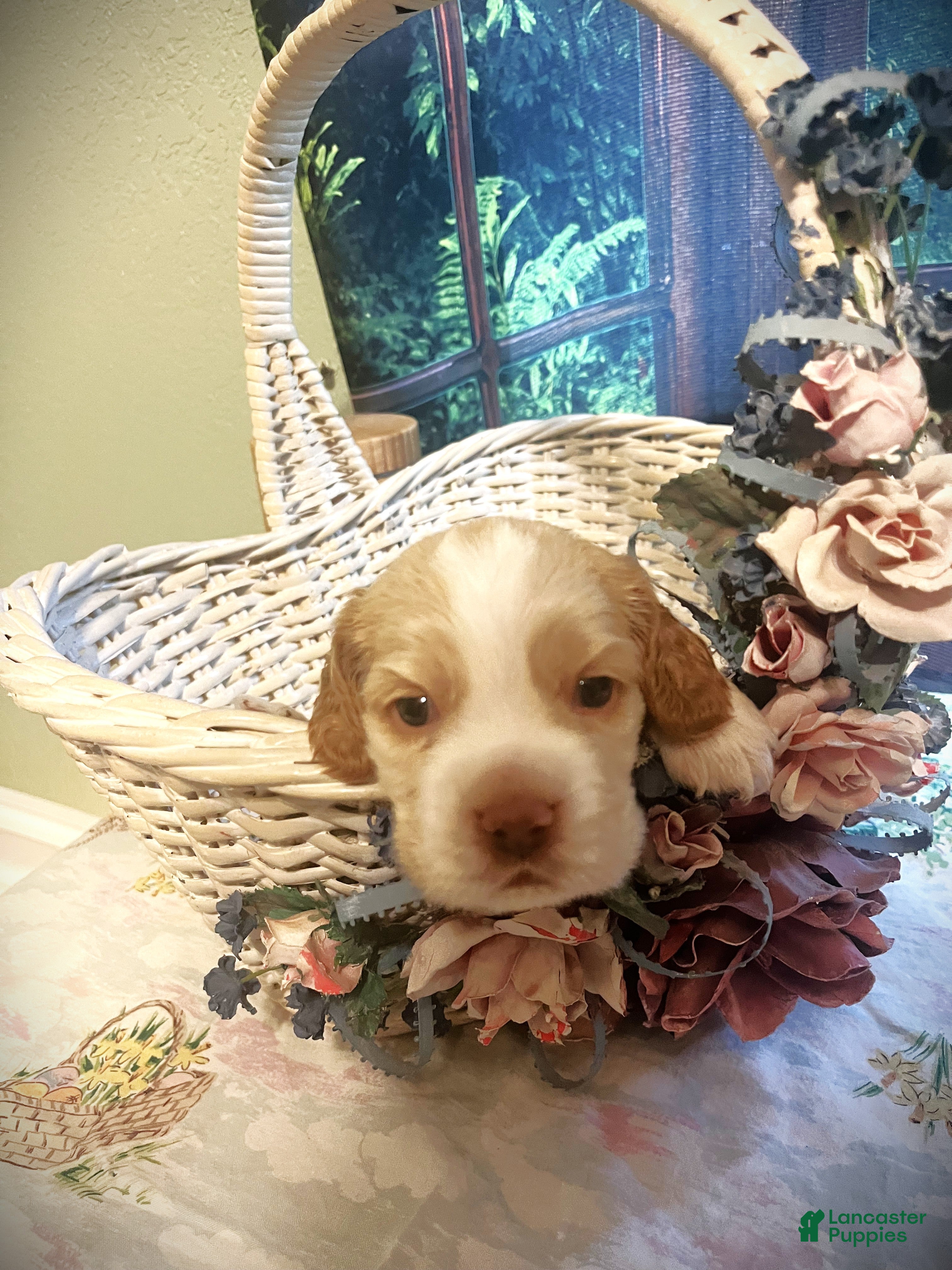 Cocker Spaniel dogs Cocker Spaniel Puppy 1 Buddy - Ad 1