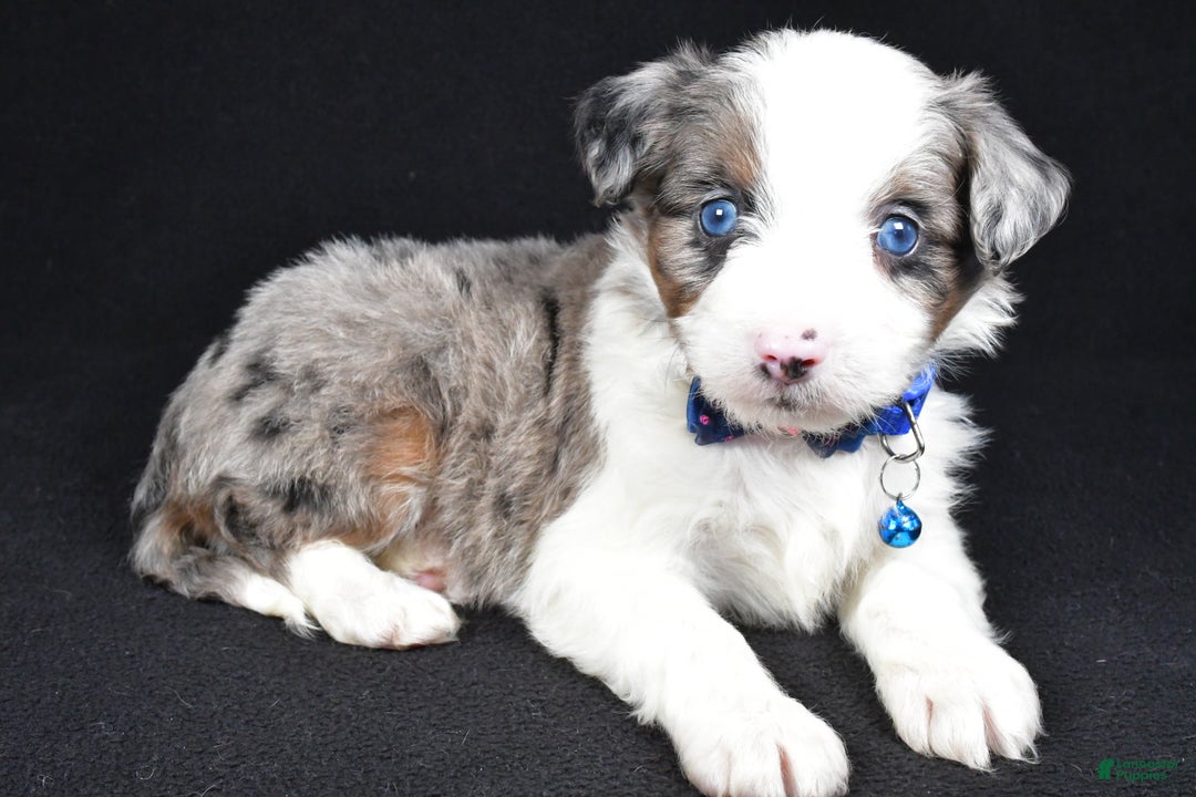 Mini Aussiedoodle dogs for sale: Sparky - Ad 8