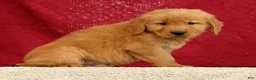 Golden Retriever dogs for sale: Connor - Ad 6