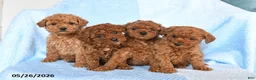 Miniature Poodle dogs for sale: Mini - Ad 3