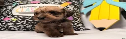 Mixed Breed dogs for sale: Wiggles  - Ad 7