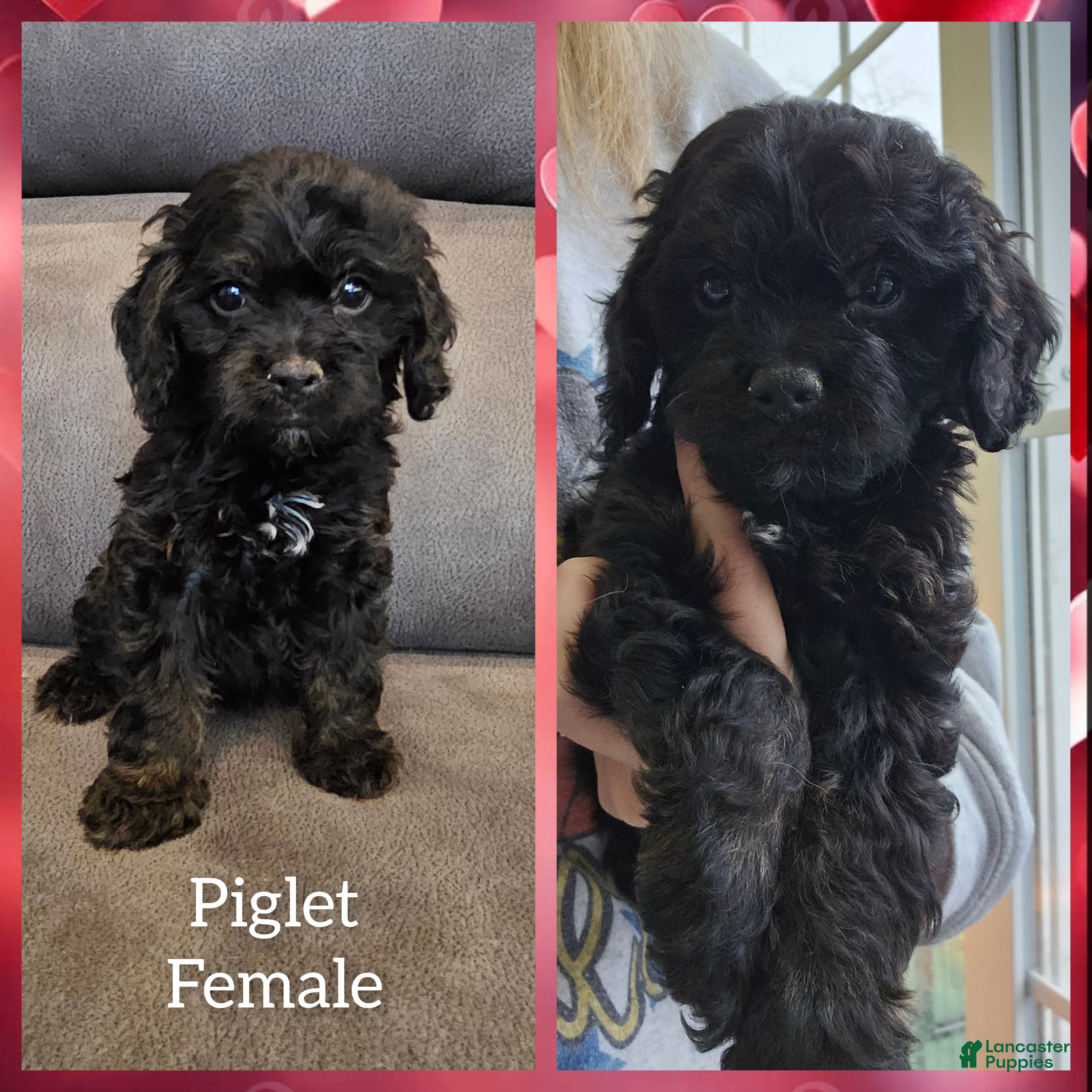 Cockapoo dogs Piglet - Ad 2