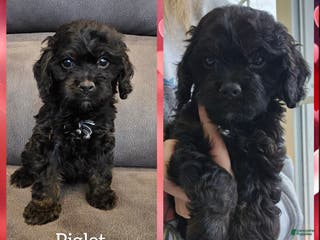 Cockapoo dogs Piglet - Ad 2