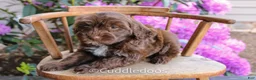 Mixed Breed dogs for sale: Earth - Ad 4