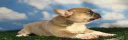 Frenchton dogs for sale: Dandelion- DNA 4 panel Clear  - Ad 5