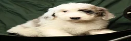 Sheepadoodle dogs for sale: Sophia - Ad 5
