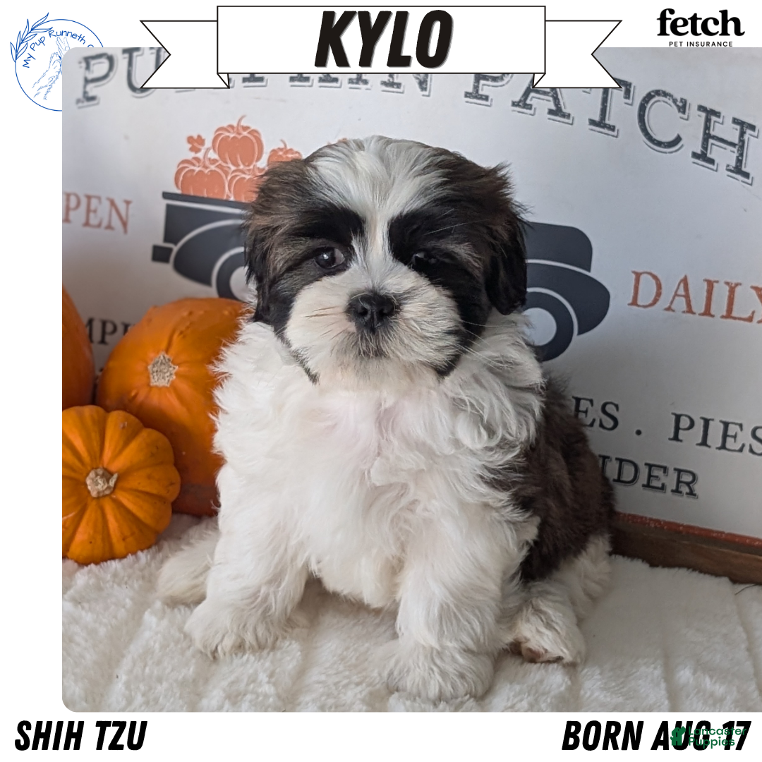 Shih Tzu dogs Kylo - Ad 1