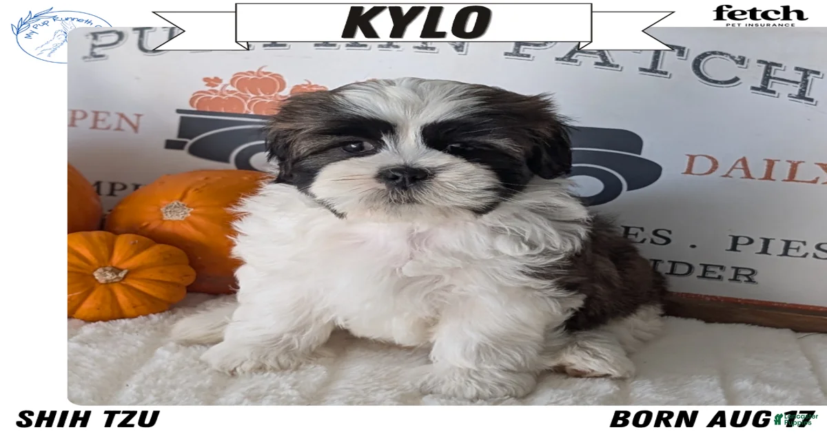 Shih Tzu Puppies for sale in Bowling Green, Kentucky | Lancaster Puppies