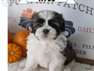 Shih Tzu dogs Kylo - Ad 1