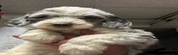 Mixed Breed dogs for sale: Diamond - Ad 11