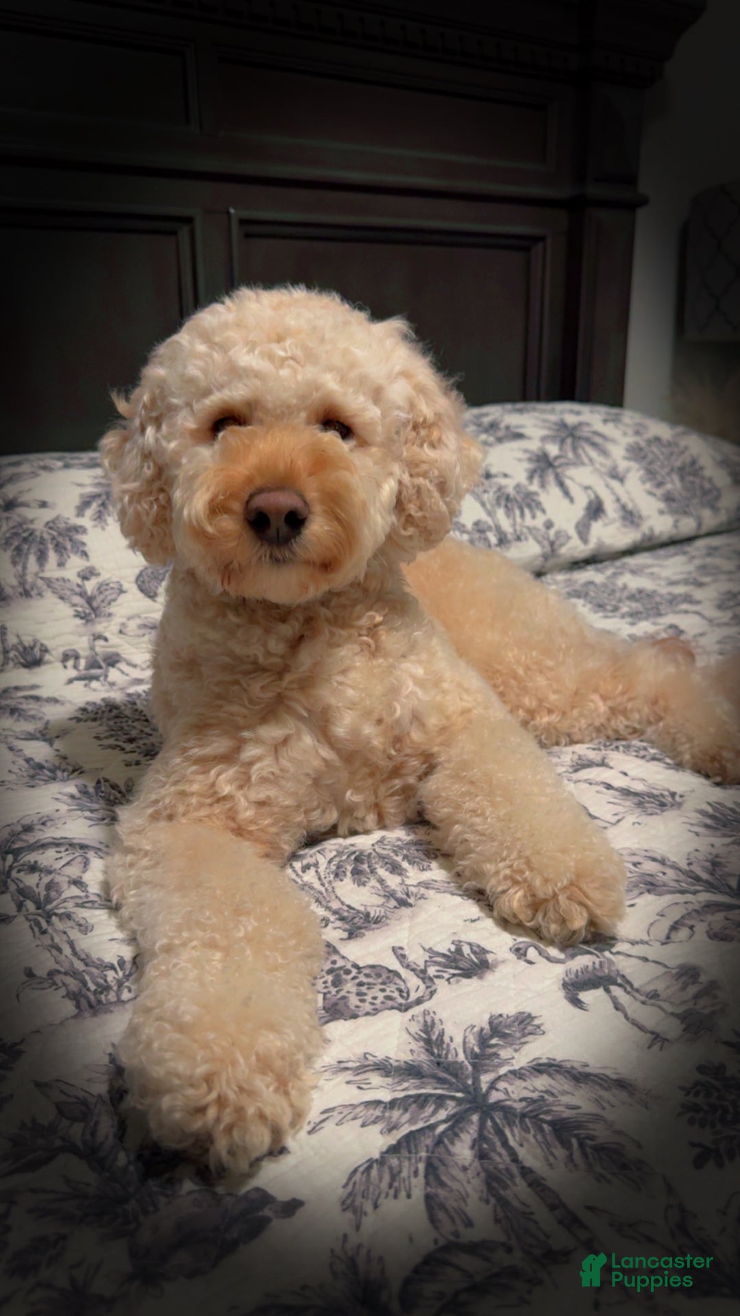 Mini Goldendoodle dogs for sale: Mini Goldendoodle Puppy 1 - Ad 5