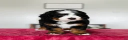 Mini Bernedoodle dogs for sale: Liam - Ad 3