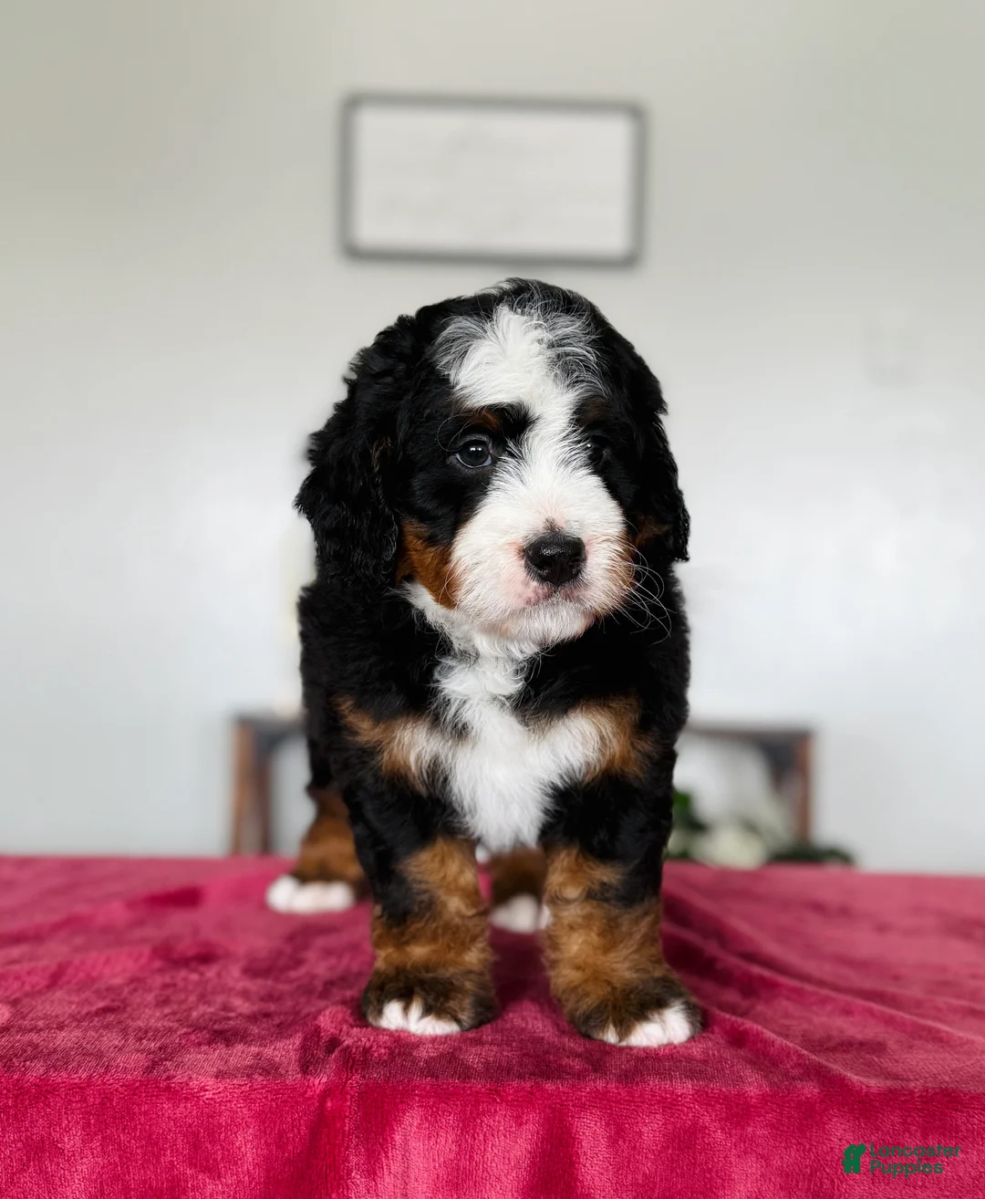 Mini Bernedoodle dogs for sale: Liam - Ad 3