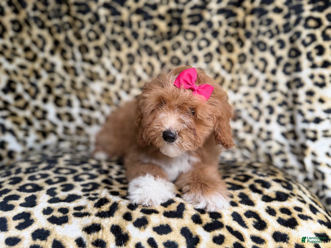 Cockapoo dogs for sale: Bonnie  - Ad 4