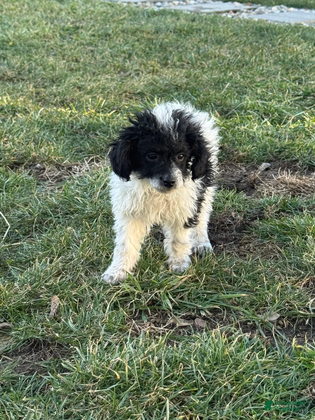 Miniature Poodle dogs for sale: Tina - Ad 3