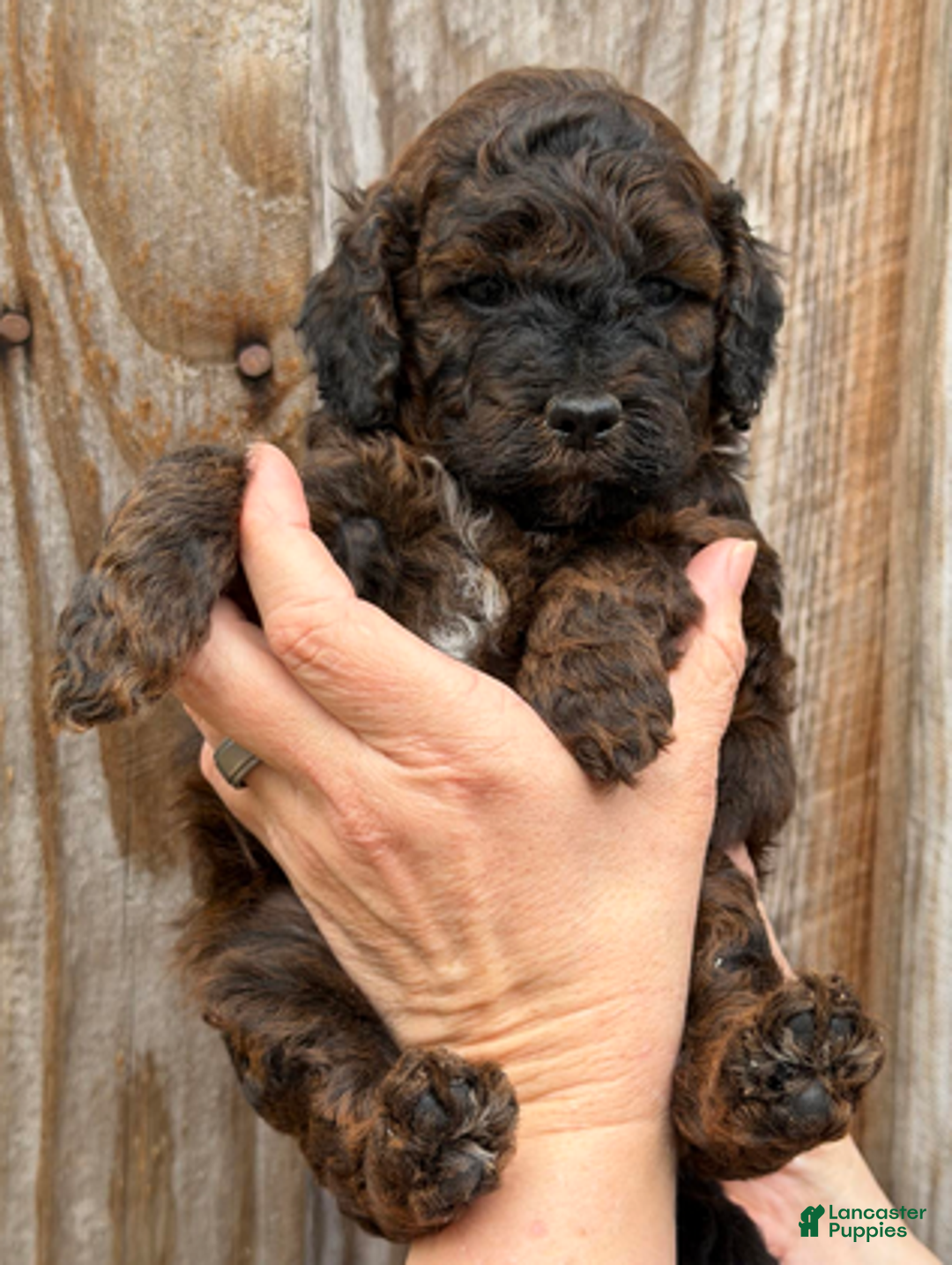 Goldendoodle dogs for sale: Black Collar Boy - Ad 4