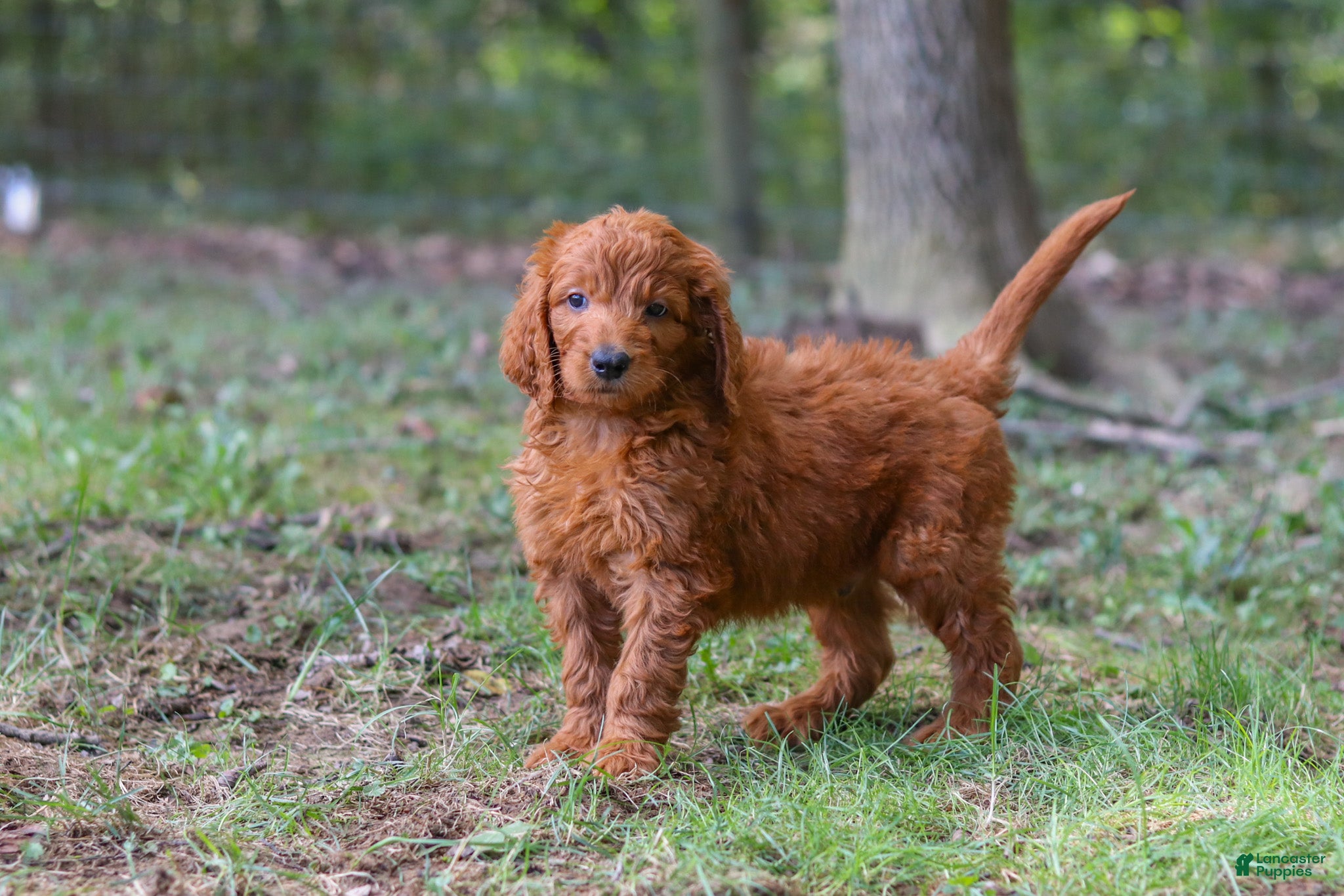 Goldendoodle dogs Maggie - Ad 1