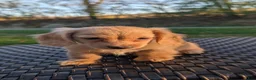 Miniature Dachshund dogs for sale: Pumpkin - Ad 2