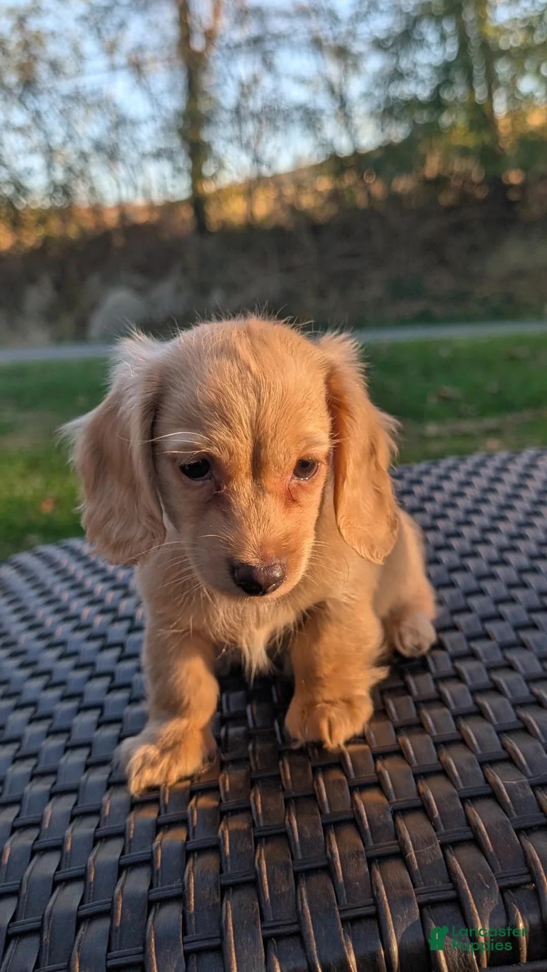 Miniature Dachshund dogs for sale: Pumpkin - Ad 2