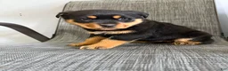 Rottweiler dogs for sale: Lucy - Ad 9