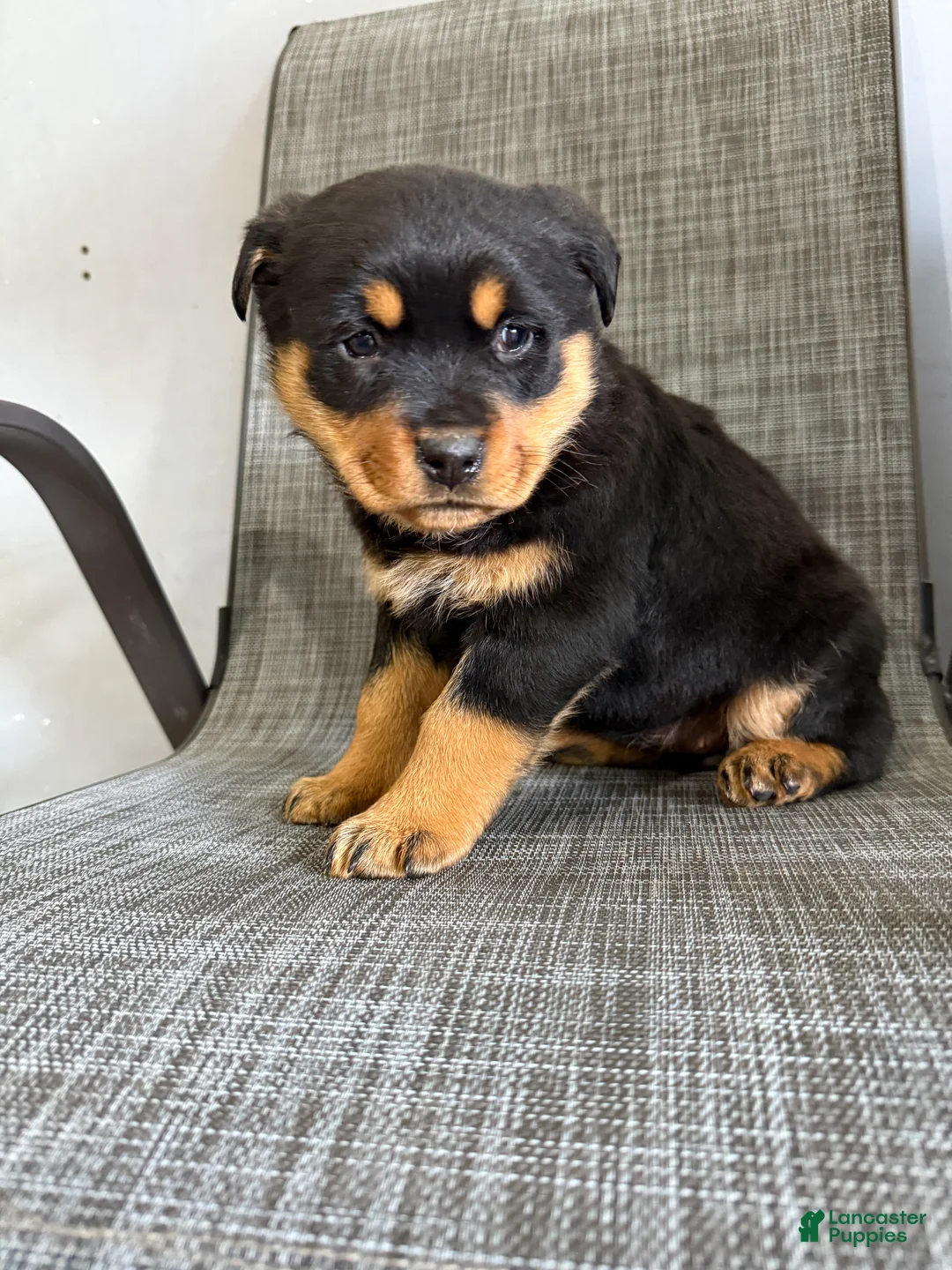 Rottweiler dogs for sale: Lucy - Ad 9