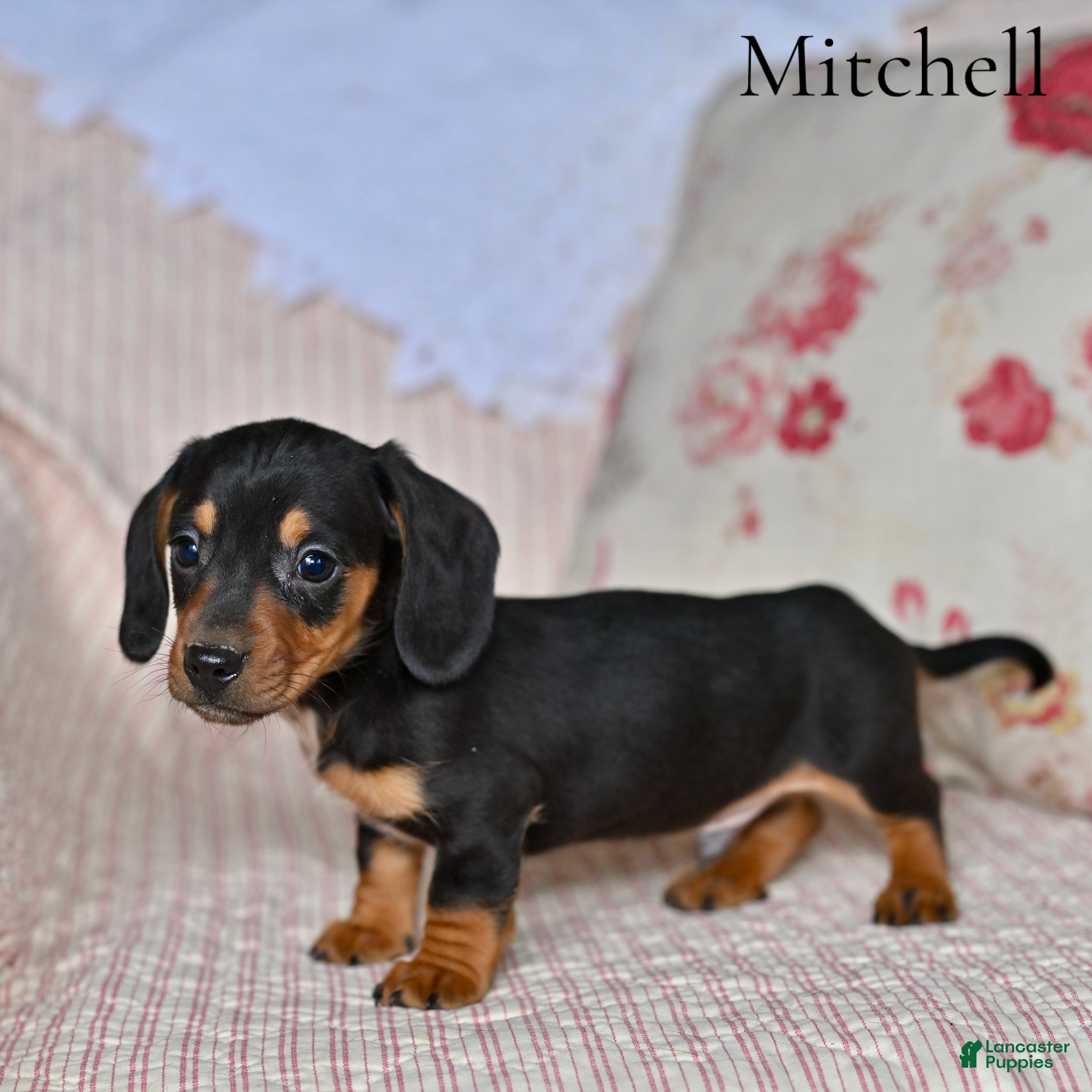 Miniature Dachshund dogs Mitchell  - Ad 24