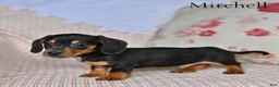 Miniature Dachshund dogs for sale: Mitchell  - Ad 1