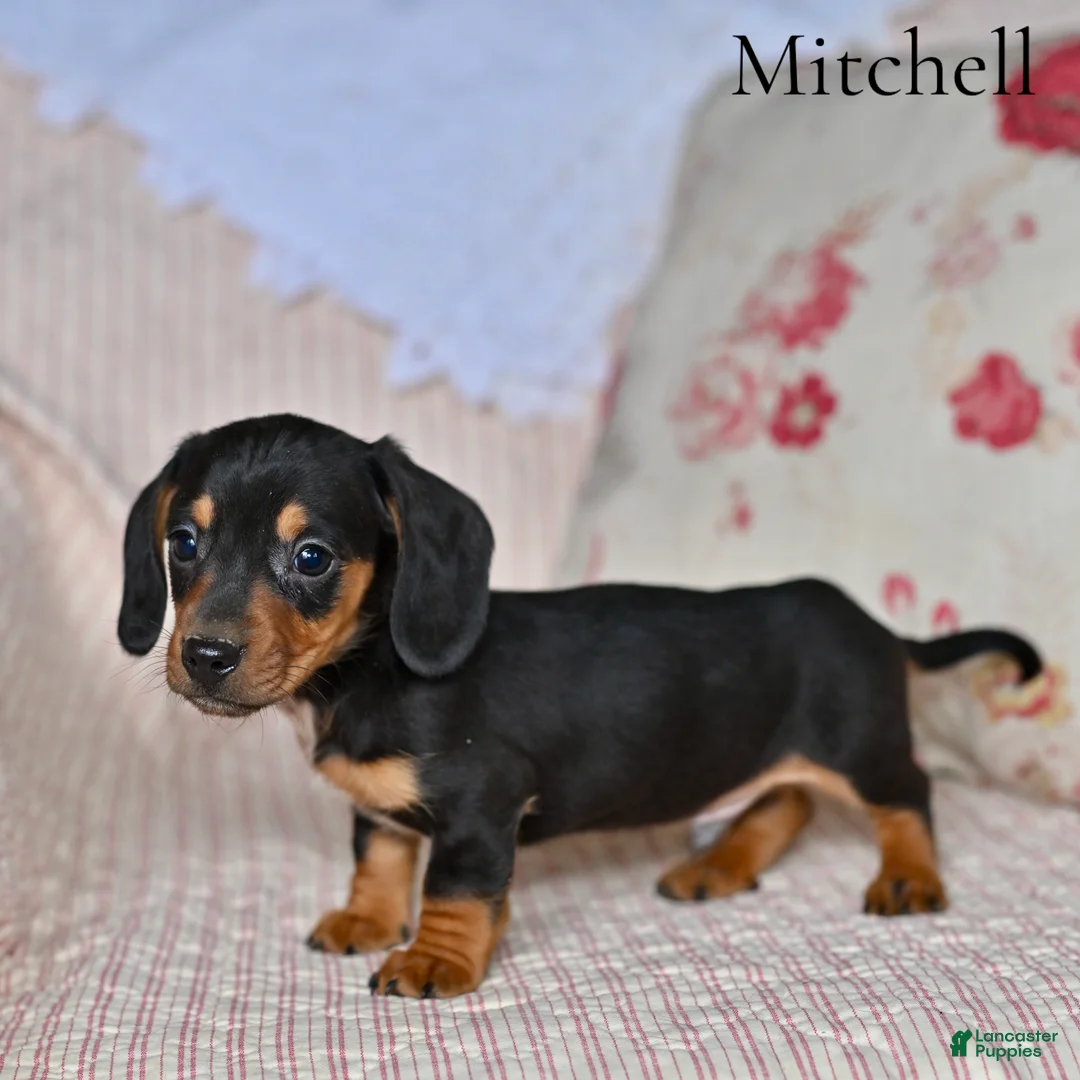 Miniature Dachshund dogs for sale: Mitchell  - Ad 1