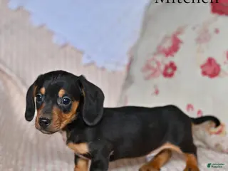 Miniature Dachshund dogs Mitchell - Ad 41