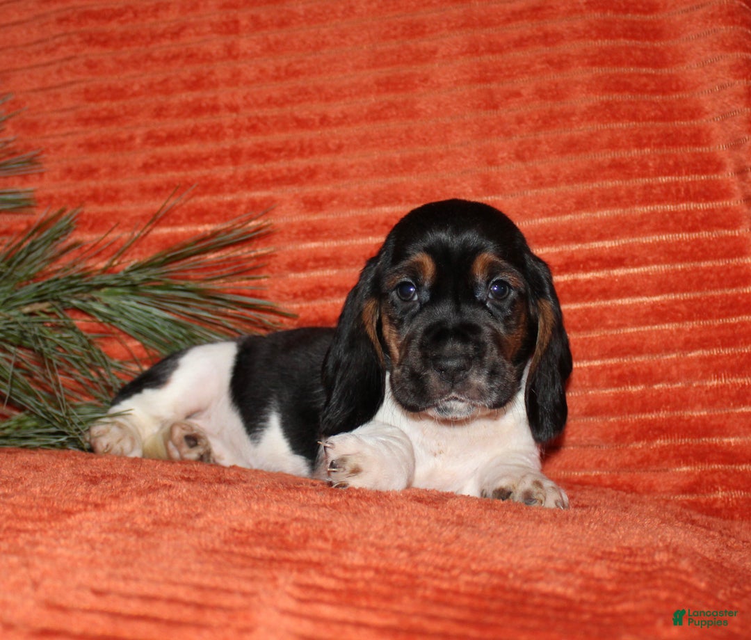 Basset Hound dogs for sale: Sally - Ad 4