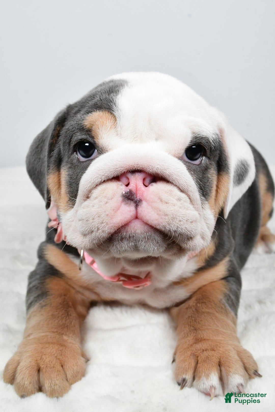 English Bulldog dogs for sale: Tristan - Ad 10