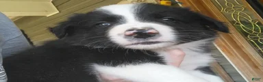 Border Collie 5