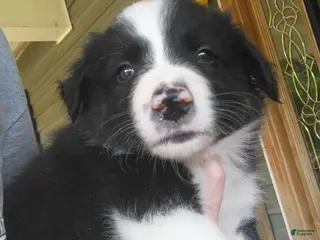 Border Collie dogs Border Collie 5 - Ad 28