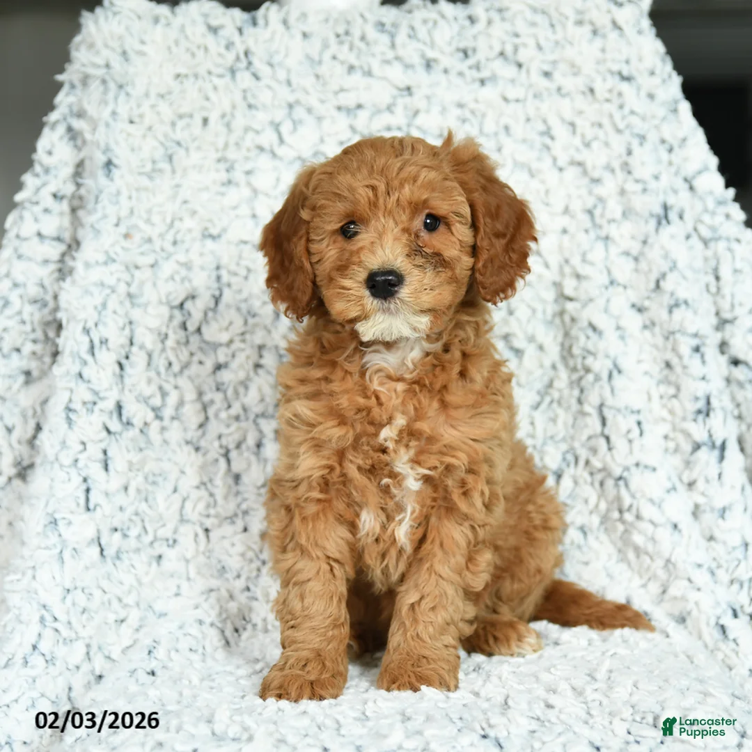 Mini Goldendoodle dogs for sale: Honey - Ad 1