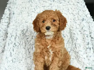 Mini Goldendoodle dogs Honey - Ad 28