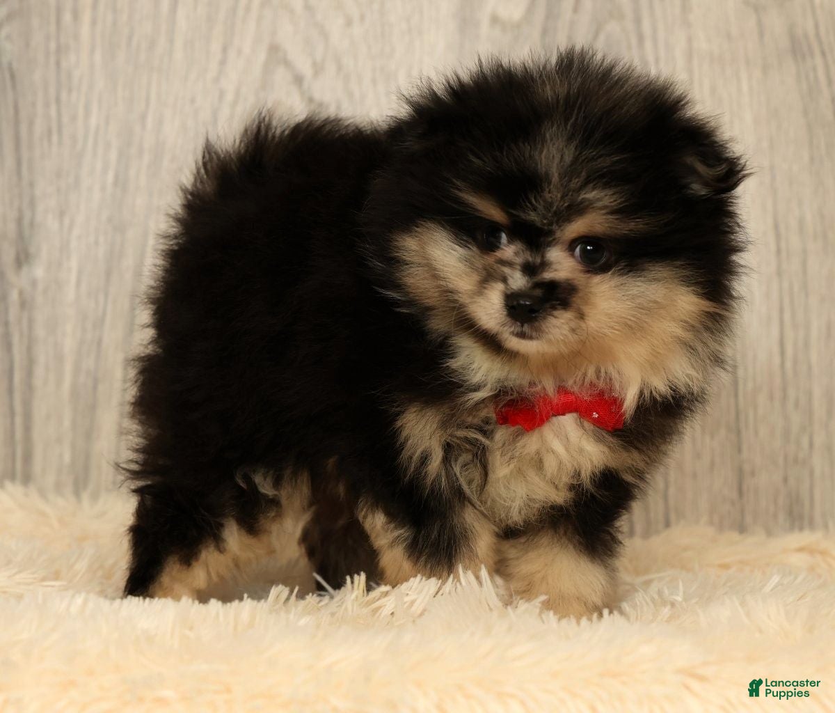 Pomeranian dogs for sale: Sonny - Ad 6