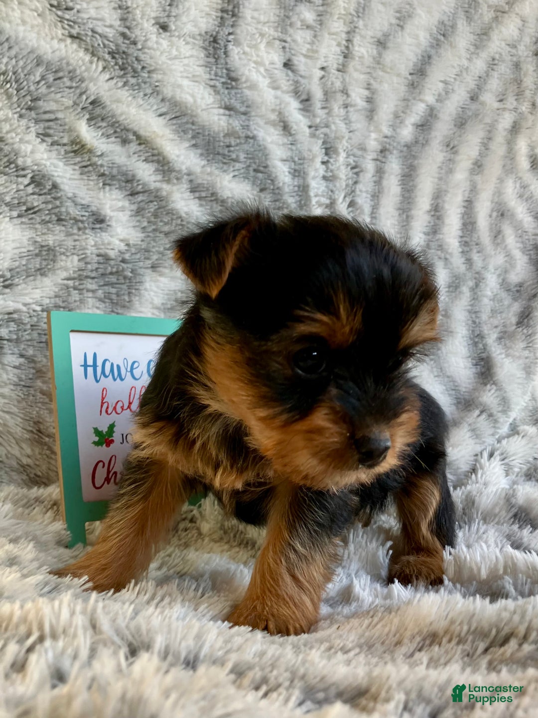 Yorkshire Terrier dogs for sale: Noelle  - Ad 2