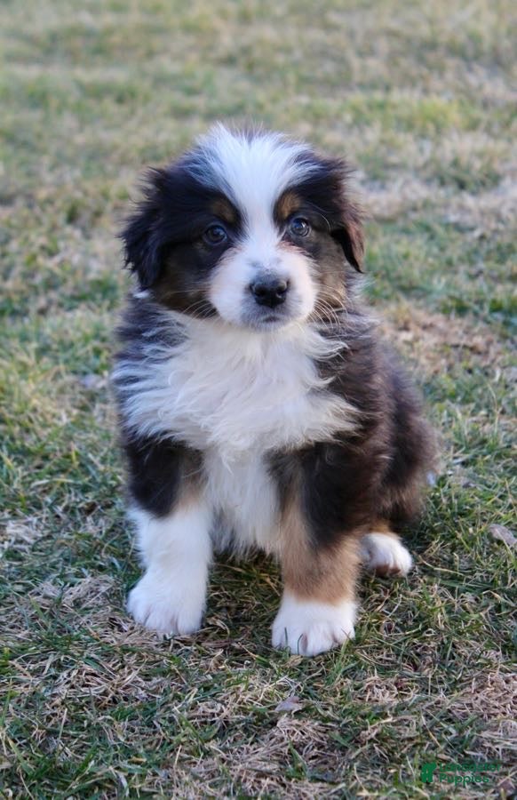 Australian Shepherd dogs Molly - Ad 2