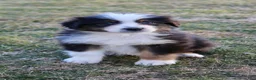 Australian Shepherd dogs for sale: Molly - Ad 2