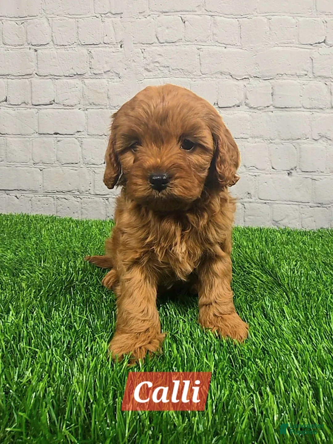 Cavapoo dogs for sale: Calli  - Ad 7