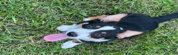 American Corgi dogs for sale: American Corgi 3 - Ad 3