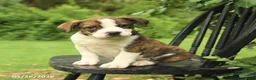 Mixed Breed dogs for sale: Washington - Ad 2