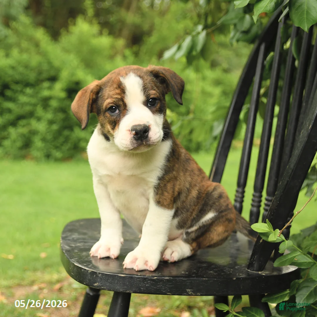 Mixed Breed dogs for sale: Washington - Ad 2